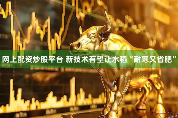 网上配资炒股平台 新技术有望让水稻“耐寒又省肥”